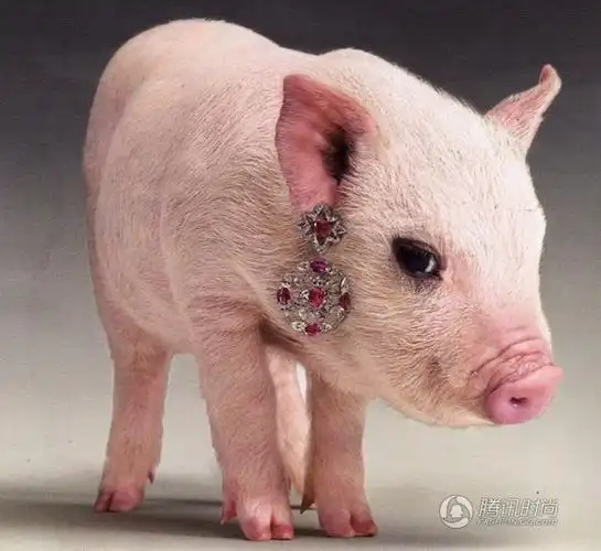 一只带耳环的小猪