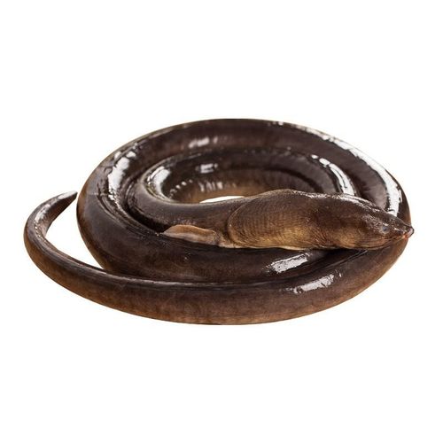 大鳗鱼 波露豆齿鳗 渔民码头直发 东山岛野生海鲜 活冻大土龙整条(2