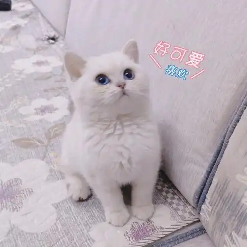 银点还是银渐层呢