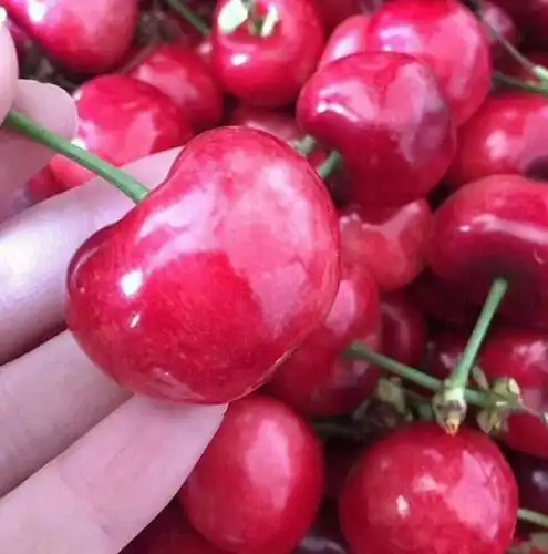 红灯樱桃 10-15mm 8-12g