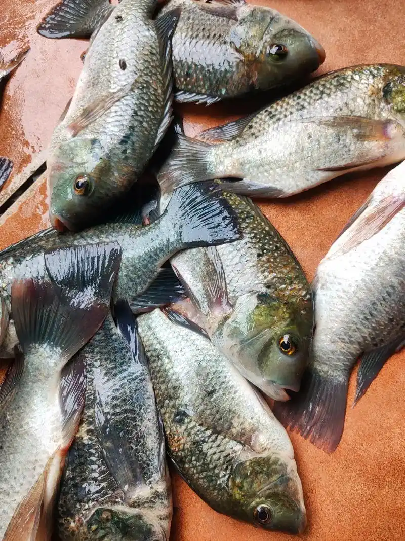 野生福寿鱼,好吃又便宜,需要可联系,杀好再称重,自提八块钱, - 抖音