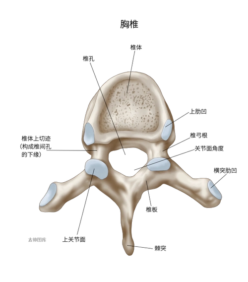 胸椎(标注版) | 医学插画