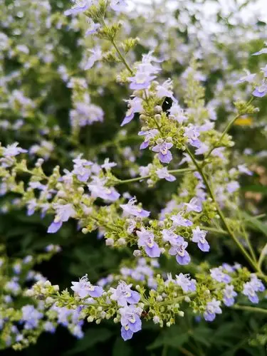 摄影//首发【又见荆条花开】