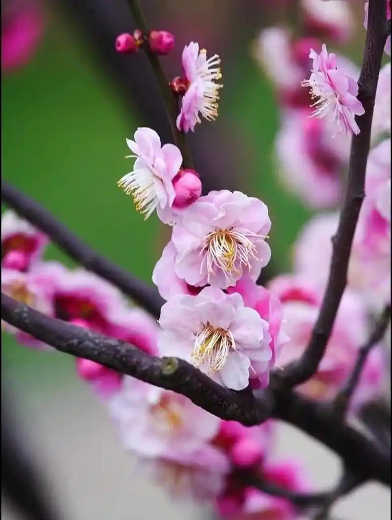 六首梅花诗,惊艳了整个冬天 自古以来,梅花便是"花中四君子"之首