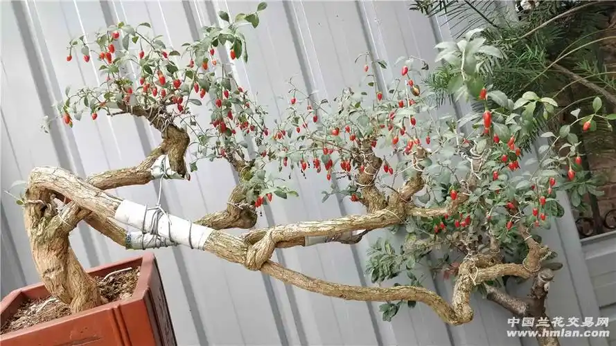 枸杞老桩求整形指点