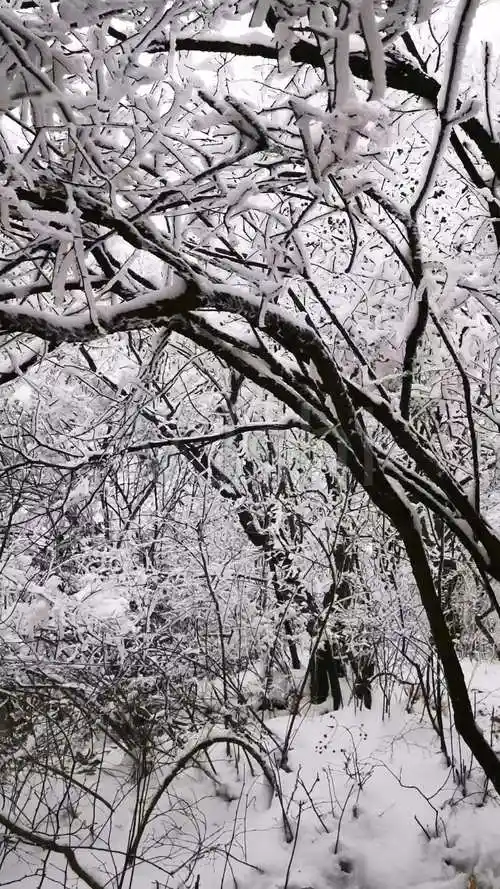 雪景风光_2160x3840_高清视频素材下载(编号:5226434)_实拍视频_vj师