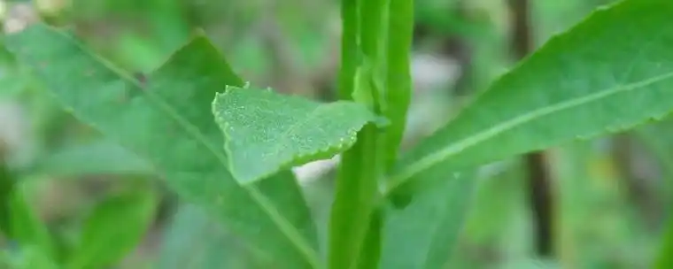 藤本植物,四方枝功效主治,四方草图片,植株枝草的茎藤潮汕较为粗壮枝