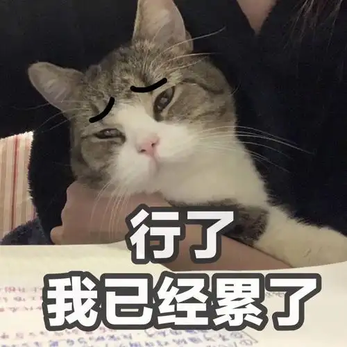 行了 我已经累了(猫咪)_猫咪_已经表情