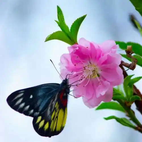 蝶恋花6043660954803头像