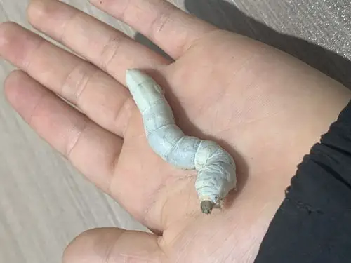 这只蚕宝宝是最小的.