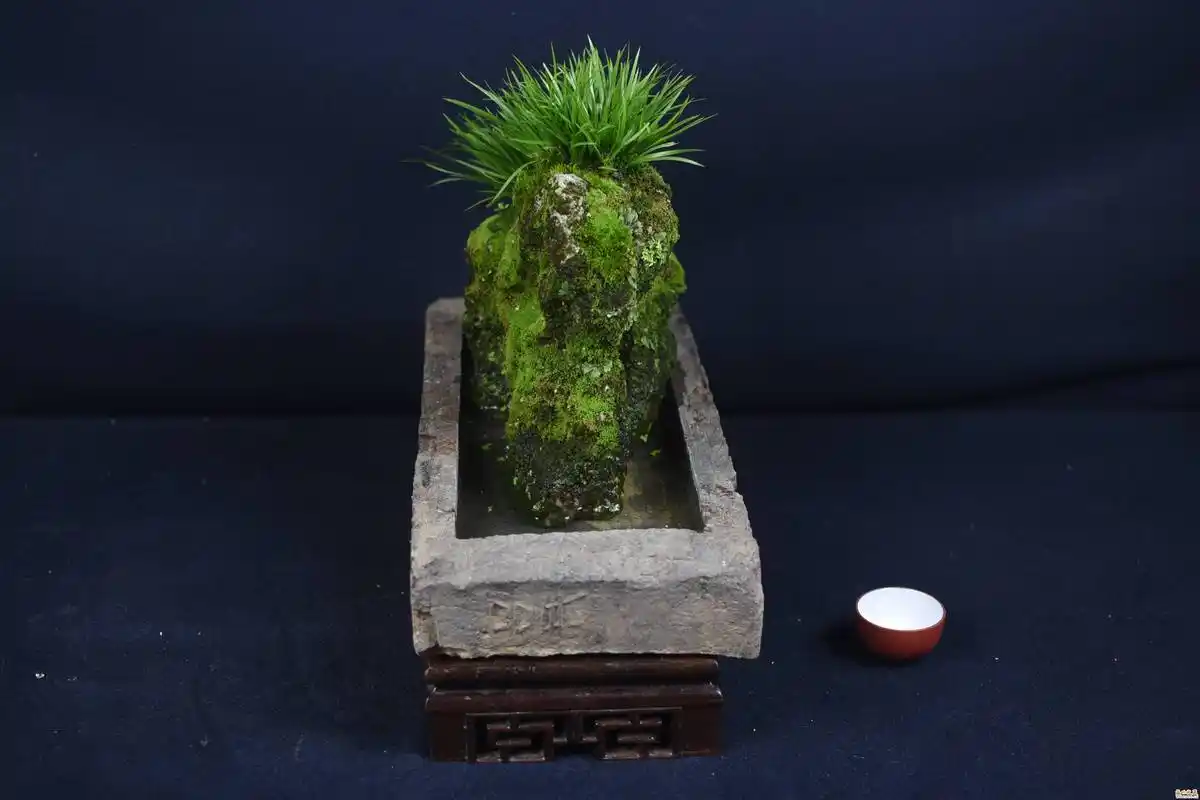 用汉代"古砖"养菖蒲,才是养花的"土豪巅峰",网友:我用水桶