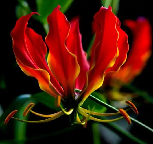 嘉兰百合你见过吗?绽放的鲜花犹如绚烂的火焰-庆丰农场