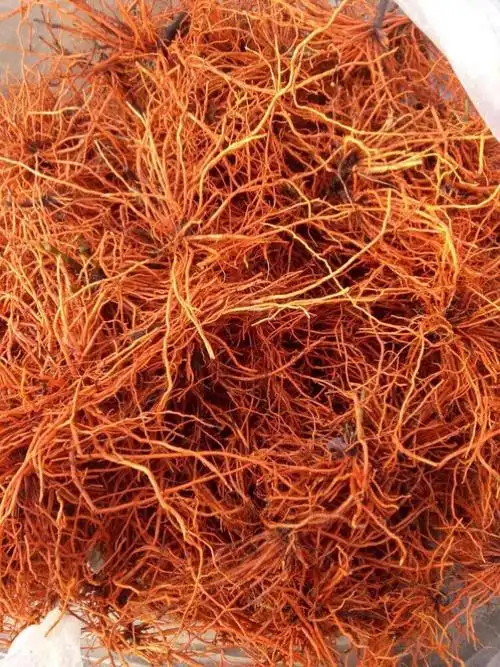 稀缺野生植物药材红根野蚕豆