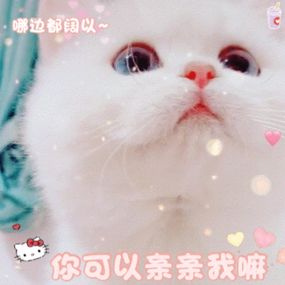 猫咪表情包