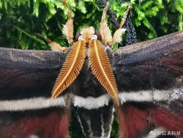 冬青大蚕蛾:巨大蚕蛾属,因其双翅硕大,色泽绚丽和夜间飞行如小鸟,也被