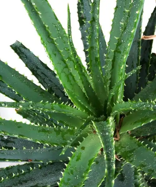 图片芦荟的叶片详细