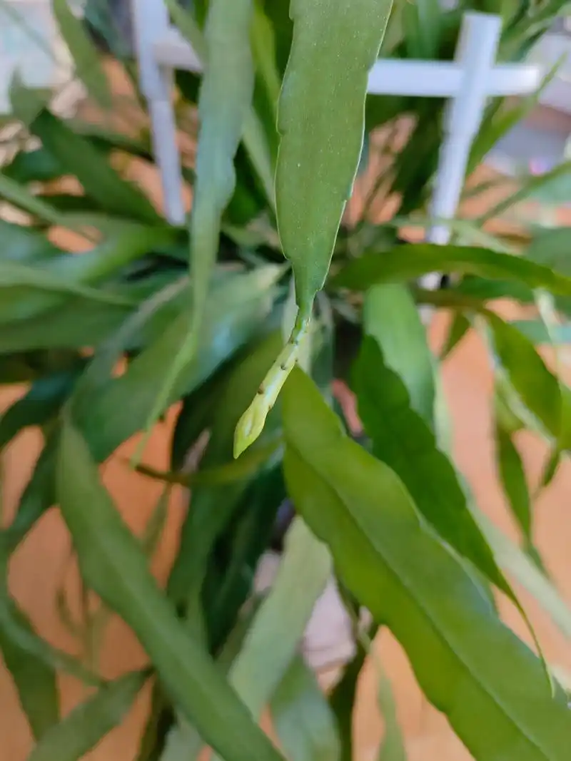 小叶昙花,整个冬天一直在不停的长花苞!