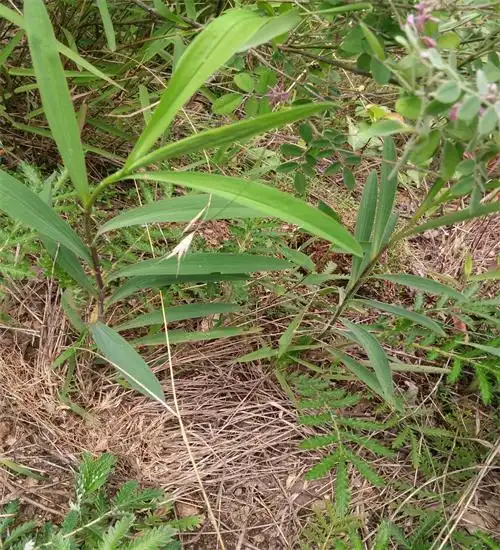柴胡 无硫 秦岭野生北柴胡柴胡杆无污染1斤包邮