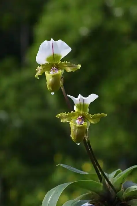 名贵兰花的品种(名贵稀有的兰花价值上千万你见过几种)