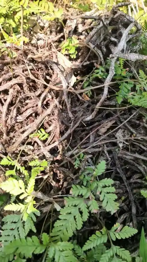 野生草药白毛蛇奇花异草祛风除湿
