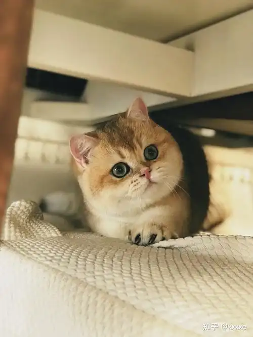 为什么广州的金渐层猫那么少