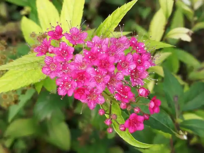 多功能色叶花卉日本绣线菊的植物非试管高效快繁技术
