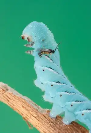 黄蜂在毛毛虫体内植入病毒基因,让毛毛虫成为"僵尸傀儡"