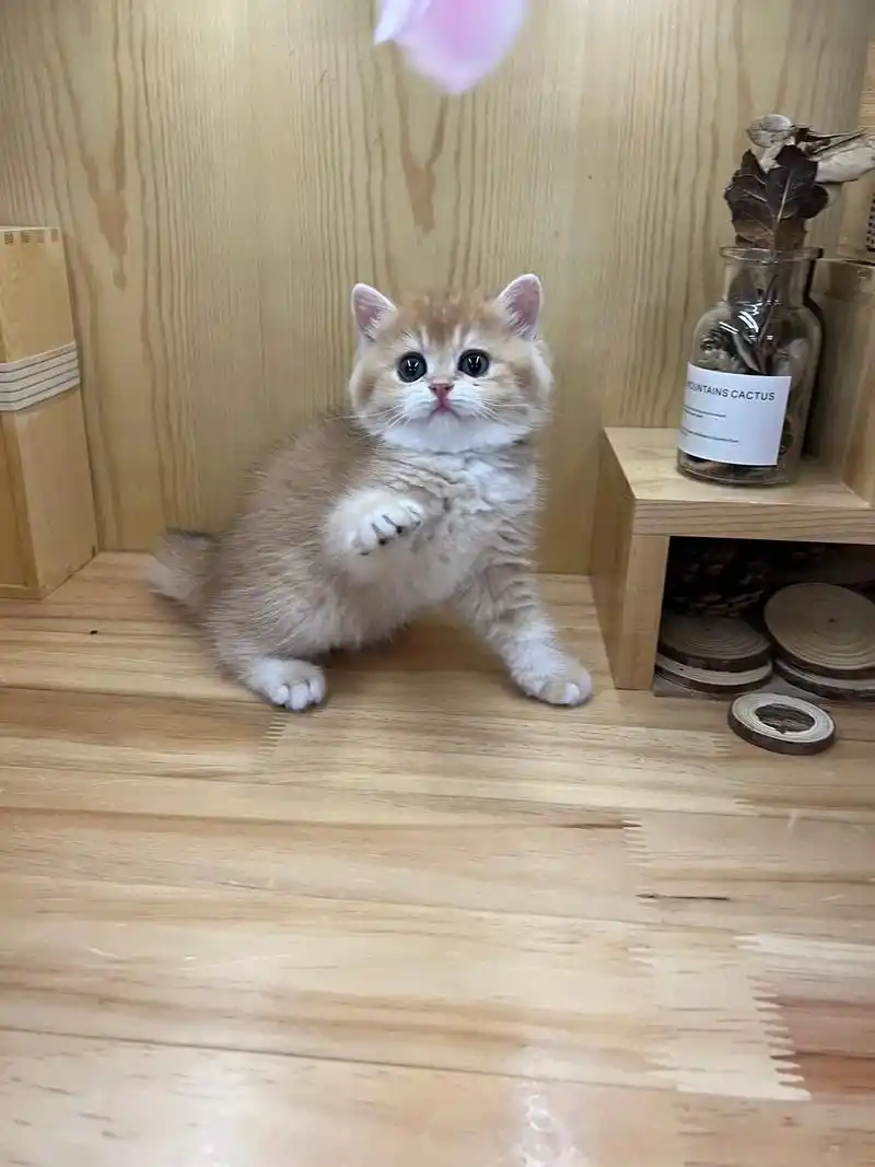 这只ny12色金渐层妹妹能去你家吃罐罐吗