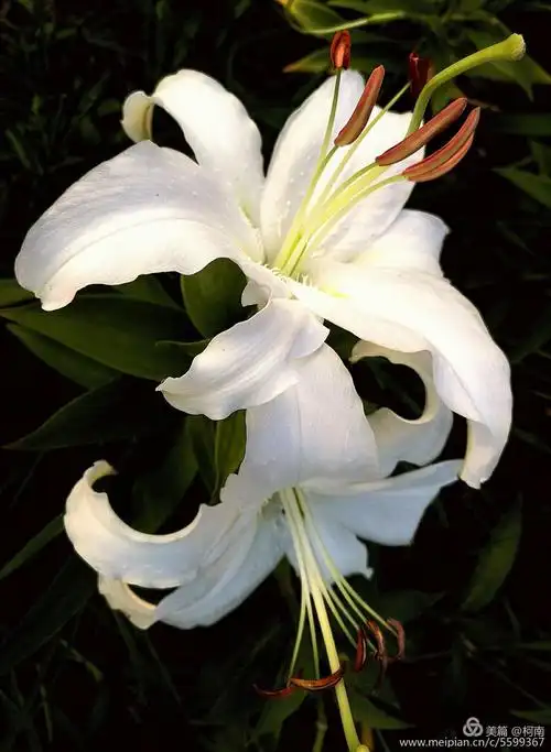 最后之百合花,难忘之百合花.(20180731)柯南