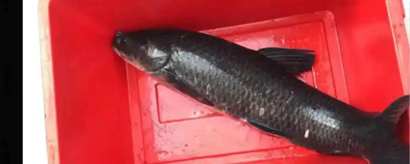 黑鲩鱼养殖技术