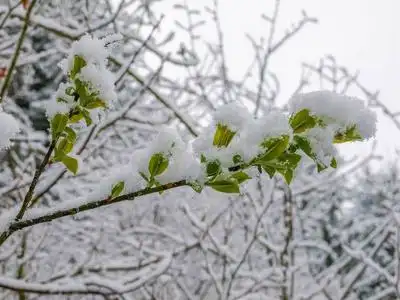 春天的树枝,嫩叶覆盖着新的落雪,突然的寒冷,在春天模糊的背景上突然