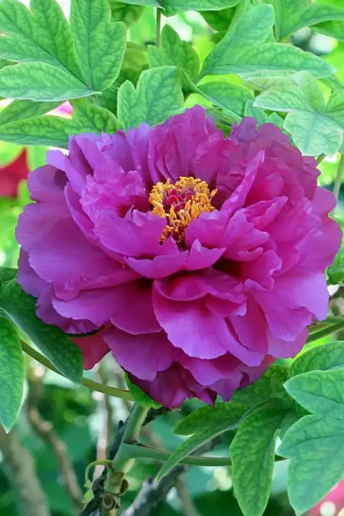 珍品园内,数十种名贵品种,几千株牡丹竞相开放,争奇斗艳,千姿百态