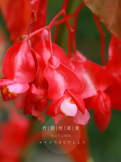 鲜艳的竹节海棠