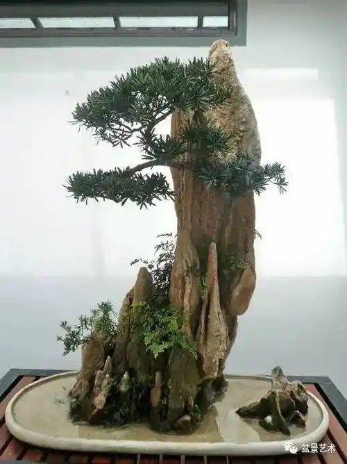 【盆景艺术】孤峰式山石盆景应如何制作