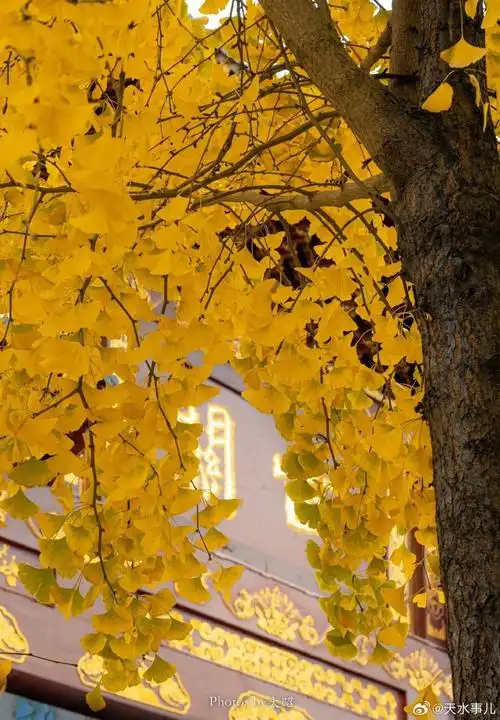 青年北路的银杏如约而至,走在黄金大道,一起感受银杏树下的浪漫!