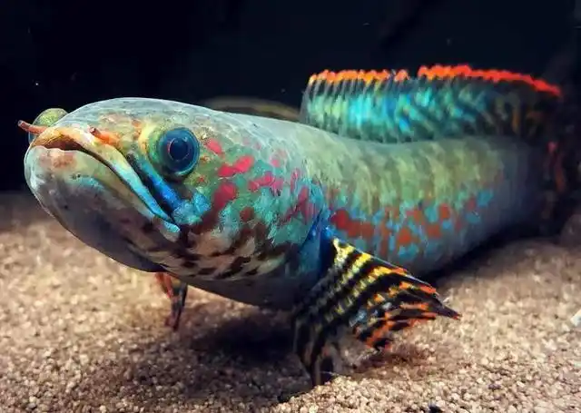 雷龙鱼,冷门观赏鱼 饲养入门