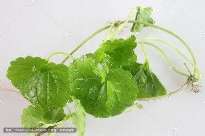 书香泉蚌壳草散文