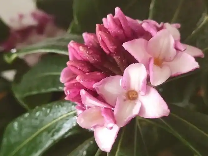 芳馨占断世间春 瑞香花