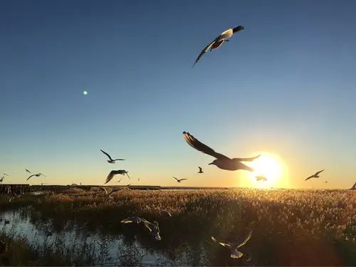 居延海日出下展翅飞翔的海鸥