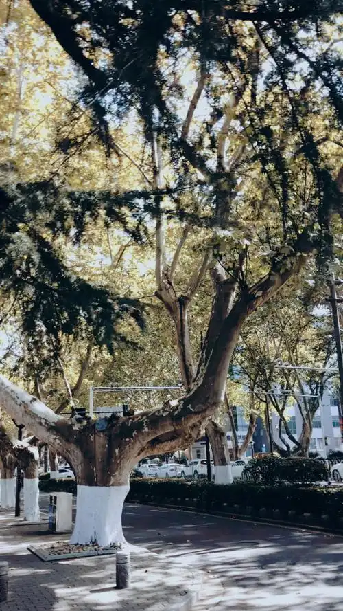 南京街头处处可见的法国梧桐 再晚一些时候来 街道上全部是泛黄的黄叶