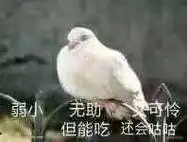 弱小,无助,又可怜,但能吃,还会咕咕(鸽子)_无助_但能_弱小_咕咕_鸽子