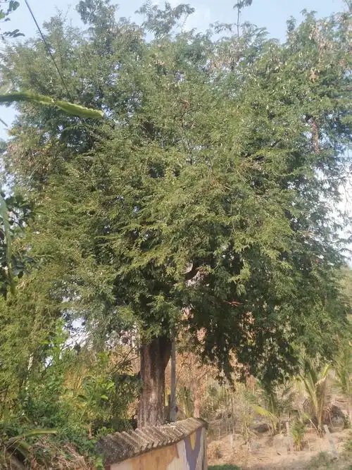 酸豆树,流口水了吧