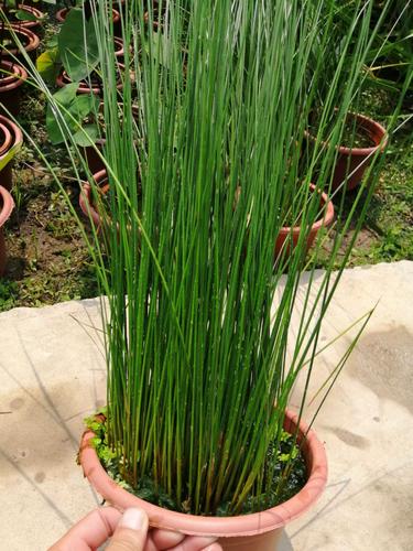 灯芯草挺水水生植物虎须草野生灯心草苗湿地种植公园池塘绿化造景