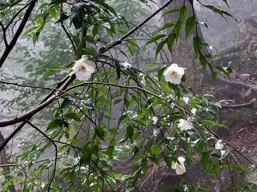 抬头看见了春天的第一树白山茶花