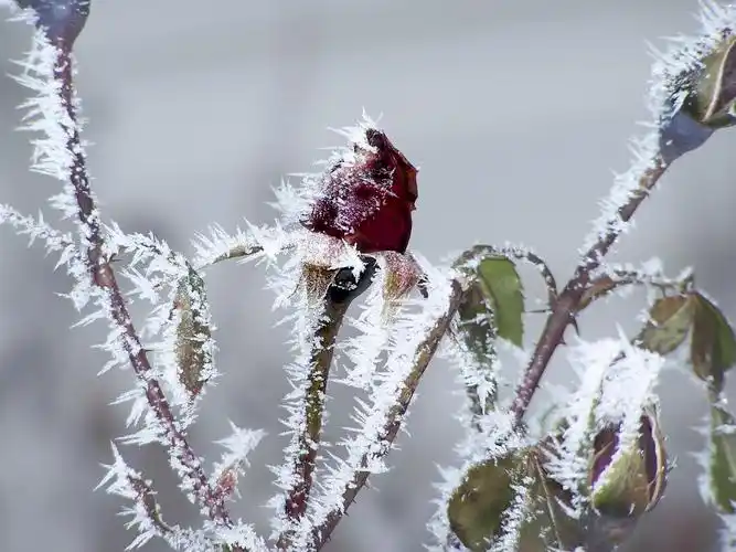 冬天的冰雪植物 _ 冬天的冰雪植物[图片专辑] _ 图片网