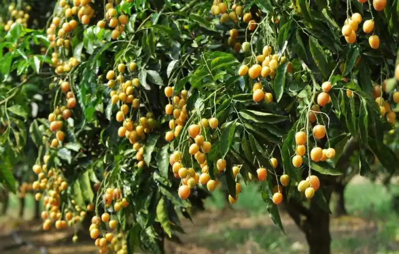 农业知识_农业科普知识_学堂_优农网