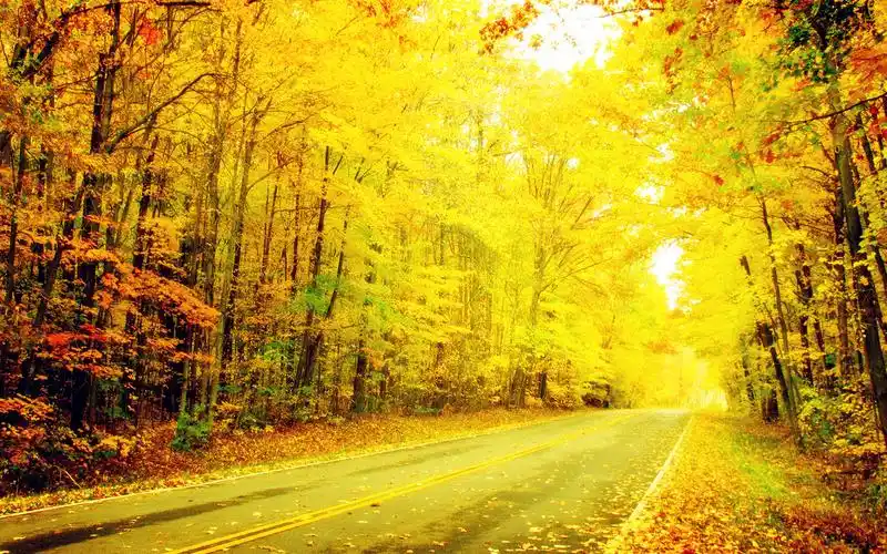 金黄色树林唯美壁纸_披上黄色外衣的树林_风景壁纸