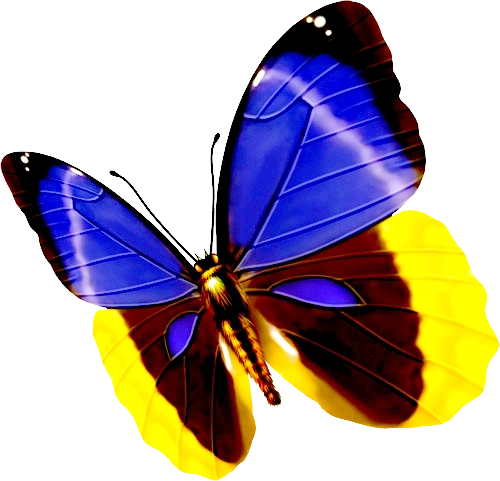 后期装饰常用的免抠图png格式蝴蝶图片素材53p