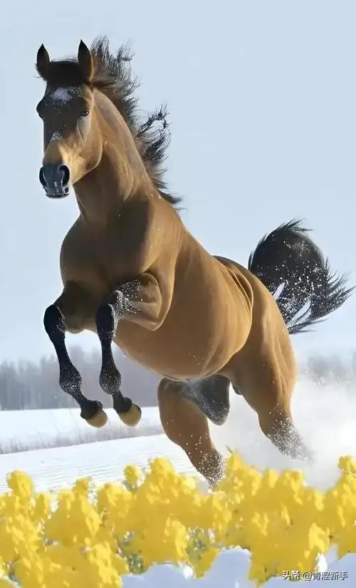 骏马奔腾鸿运起顺境策马扬鞭势不可挡逆境破浪崛起勇往直前