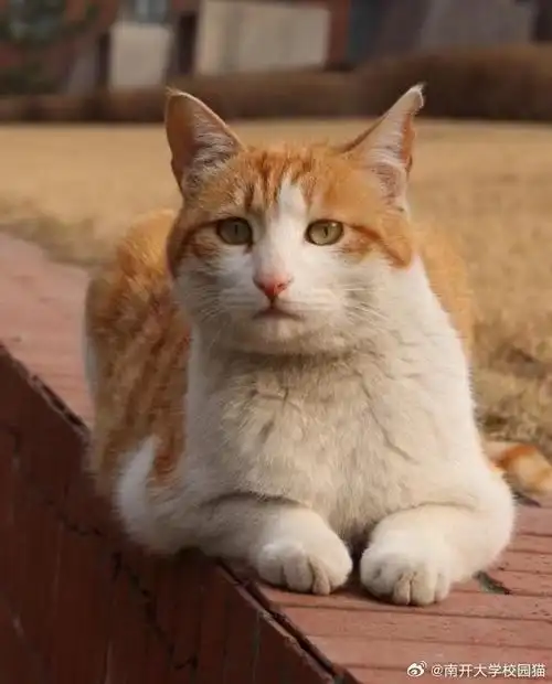 大理寺少卿游入我猫门